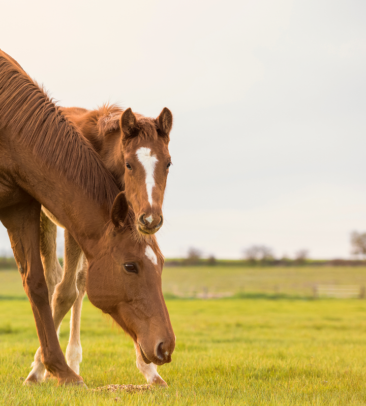Architecto adipisici